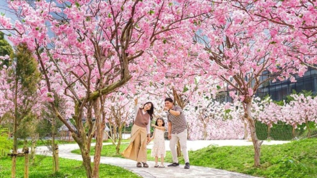 Mengagumi Keindahan Miniatur Sakura Parkyang Memikat