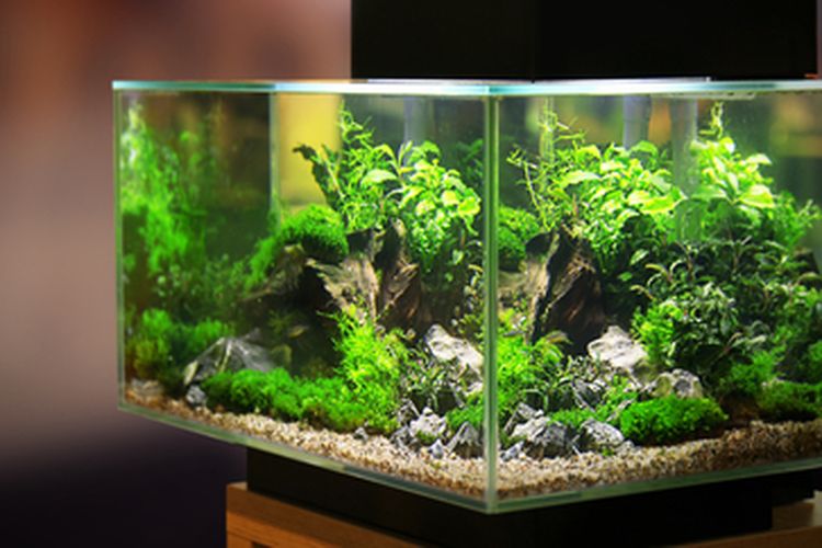 Mengagumkan Miniatur Tumbuhan dalam Aquarium